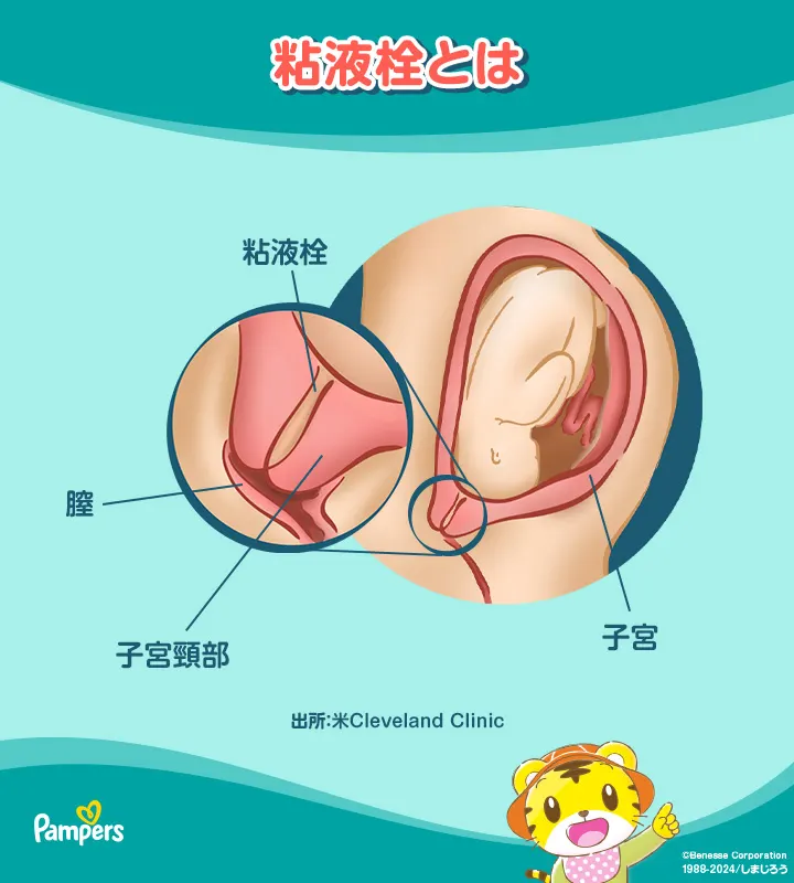 ディルド アナルプラグ 膣用 アナル用 初心者向け