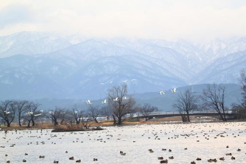 雪降る白鳥飛来地 - No: