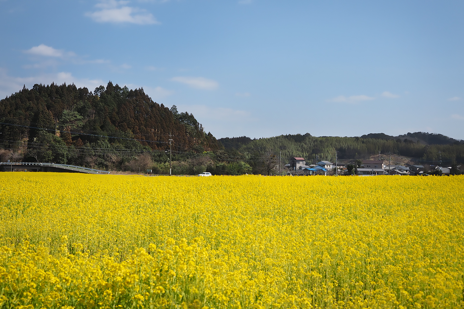 初音ミクが謳う国民的ボカロ曲 「千本桜」のアート展が宮崎県で初開催｜PressWalker