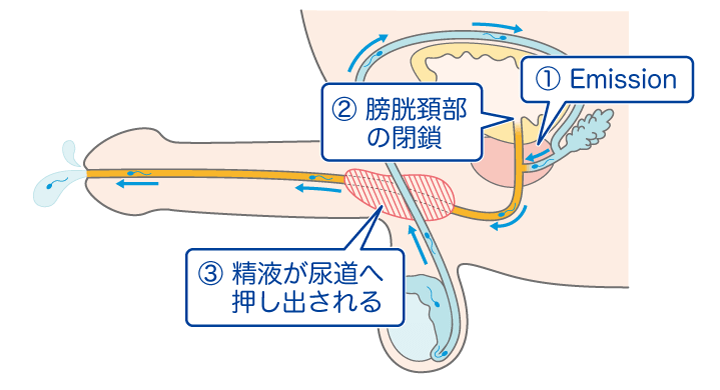 イケない尋問!? ヤリ過ぎな取り調べで寸止め射精我慢 最後は逆襲ぶっかけ!【耳舐め・密着囁き/淫語責め・手コキ】