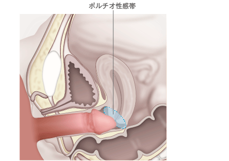 短小の基準は？短いちんこのちん長を伸ばし、粗チンを卒業する方法まとめ | Men's Chinchi