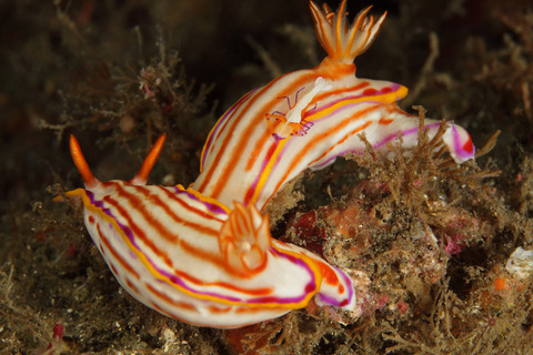 カナメイロウミウシ と ウミウシカクレエビ Hypselodoris