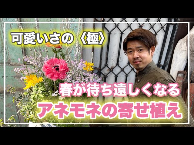 深い青紫色に魅了される！ アネモネ・ポルト「極」成長記録 - ズボラな週末ガーデニング