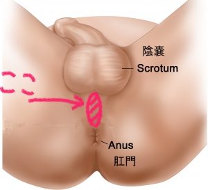 ドライオーガズムを得るためのコツとやり方｜前立腺開発についても解説｜風じゃマガジン