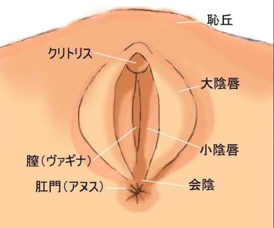 男がクンニしたいと思う理由とは？ まんこを舐めたい時・舐めたくない時の本音 | オトナのハウコレ