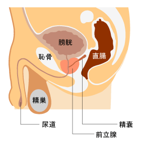 王道そら豆型、キュートなハート型♥ あなたはどれが好き？前立腺のカタチ｜BLニュース ちるちる