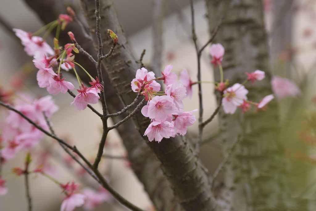 Flower Pen 桜（桃色）さくら ソメイヨシノ