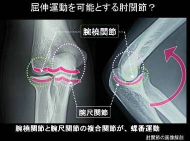 腕（上腕・手首・前腕）の丘疹｜皮膚トラブルの状態チェック｜ヒフシルワカル