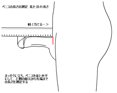 世界のペニス平均サイズランキング - PRO CLINIC｜プロクリニック 東京銀座一丁目駅、有楽町駅、銀座駅。男性女性美容クリニック