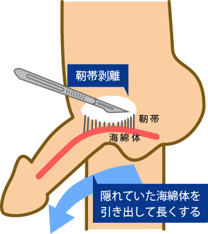 ペニスの大きさ平均は13cm！女性の理想サイズはさらにデカい！？｜薬の通販オンライン