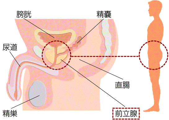 前立腺マッサージとはどんなプレイ？ 風俗エステ嬢がやり方を詳細解説 |