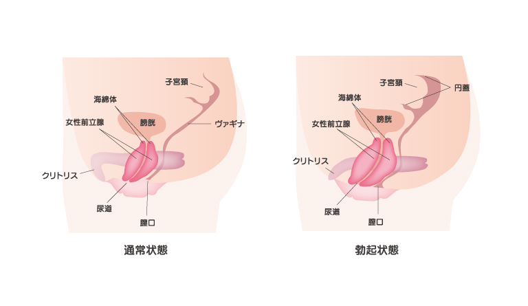 クリトリスとは？機能や役割、語源をわかりやすくまとめました | 腟ペディア（チツペディア）