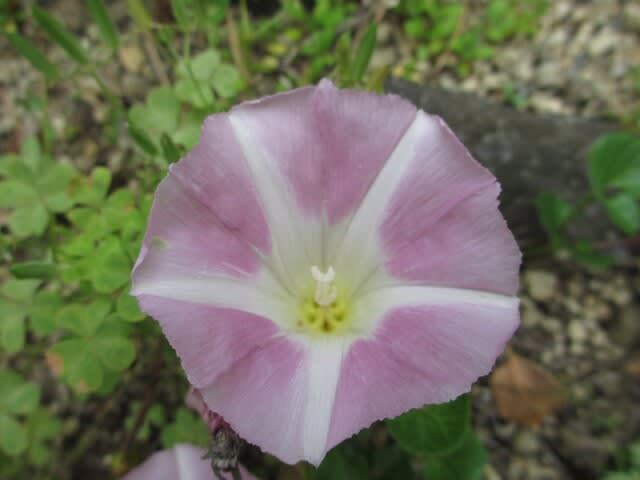 神崎川の花 - あまもりのなんやかんや