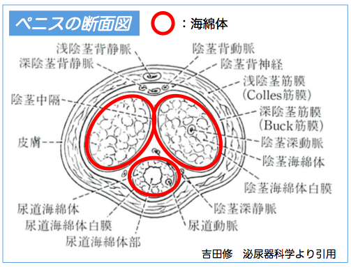 みんな気になるペニスサイズ 日本人の平均は何センチ？図り方はこれだ！ |