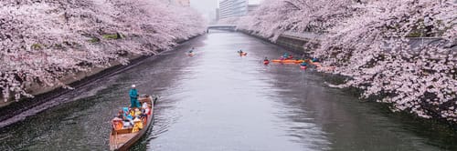 펫에스테 프로페셔널 후와후와 볼륨 샴푸