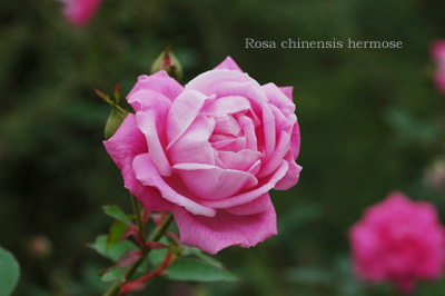 バラ エルモーサ｜ROSE Hermosa｜花の手帖のwebバラ図鑑