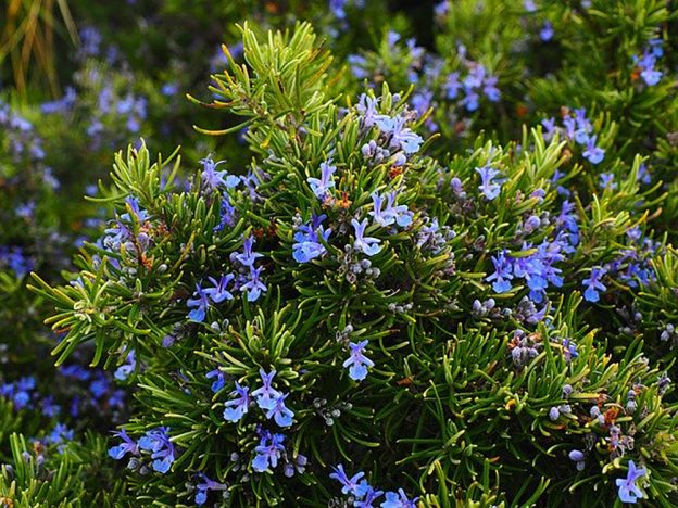 ローズマリーの花言葉｜種類、花や葉の特徴や使い方 | LOVEGREEN(ラブグリーン)