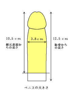 日本人の平均ペニスサイズが明らかに！ | TENGA FITTING（テンガフィッティング）