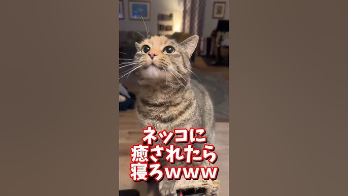 野良猫の虐待動画投稿の税理士を逮捕 2chでは「神」扱いされていた (転載記事)