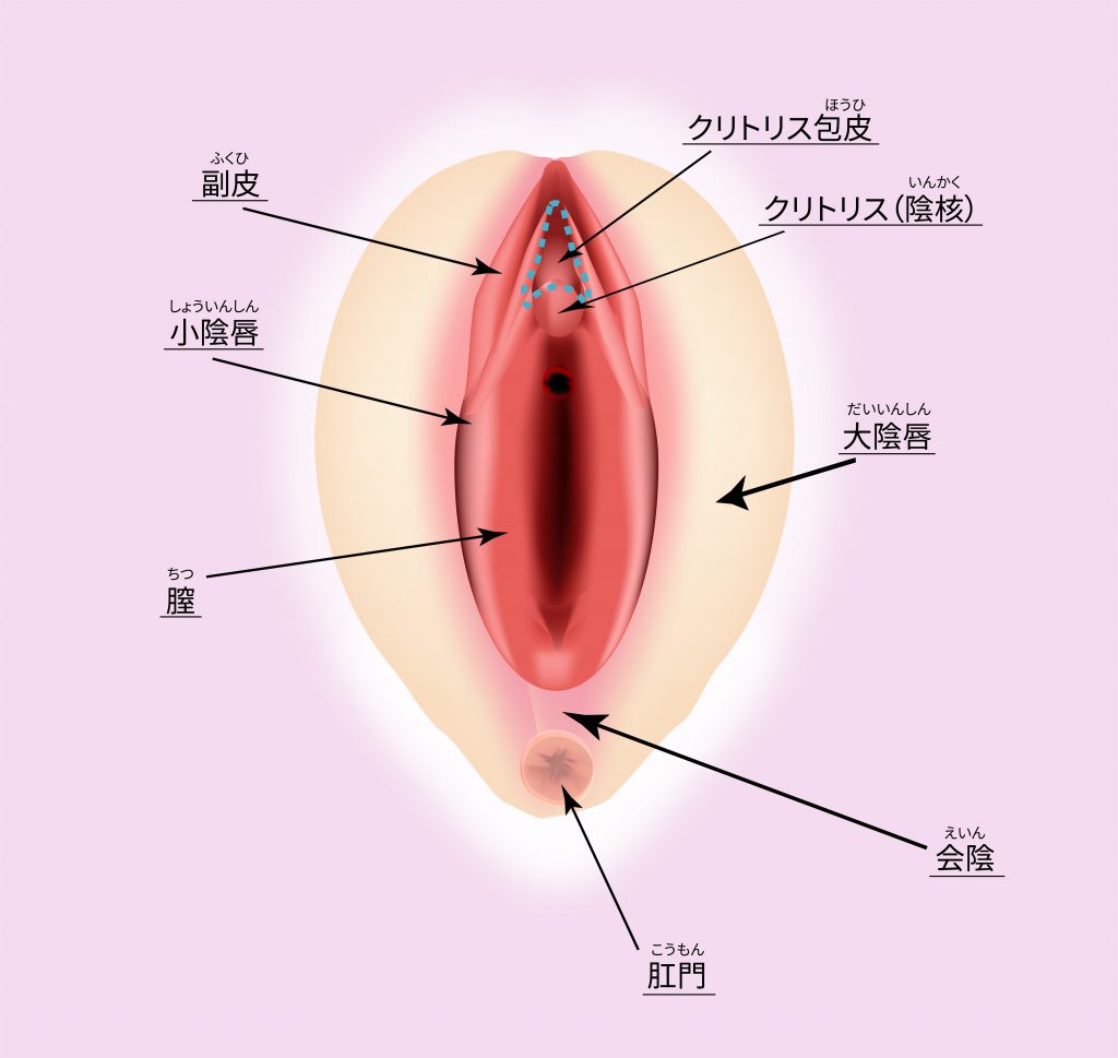 恥垢が溜まりやすいです。効果的な治療はありますか？ | 銀座マイアミ美容外科