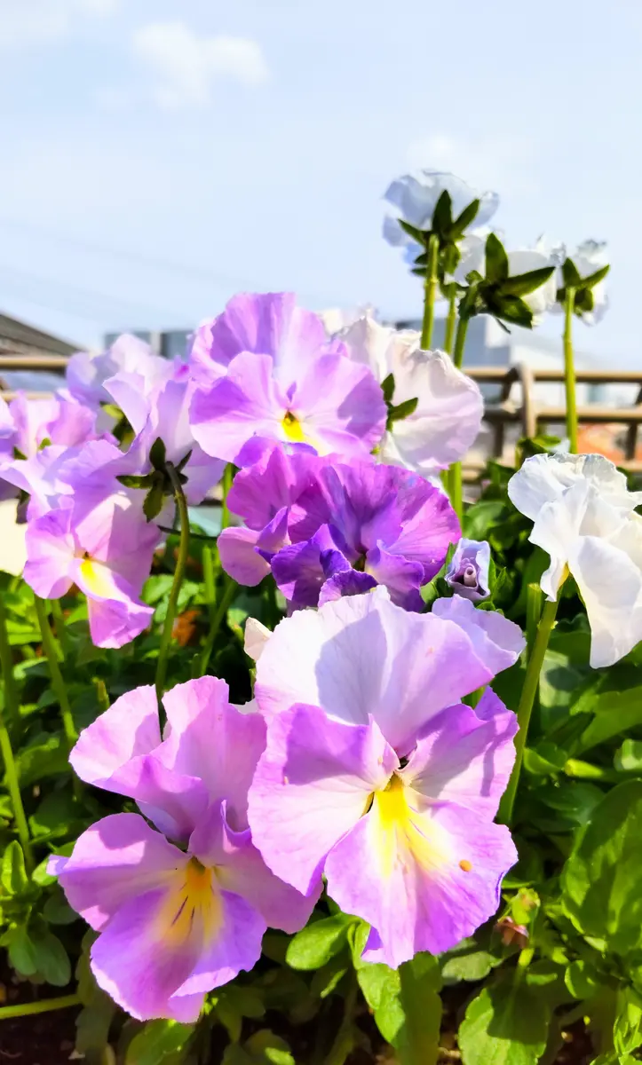 ラベンダー湘南Ⅲ(神奈川県藤沢市)の賃貸物件建物情報(賃貸アパート)【ハウスコム】