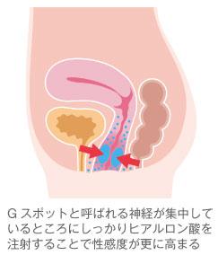 Gスポットの正しい位置とイカせる刺激方法【完全図解】 | セクテクサイト