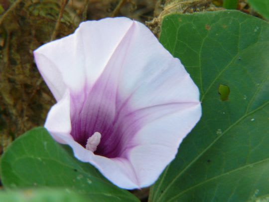 ヒルガオ 昼顔 ひるがお ピンク色の花の写真素材 -