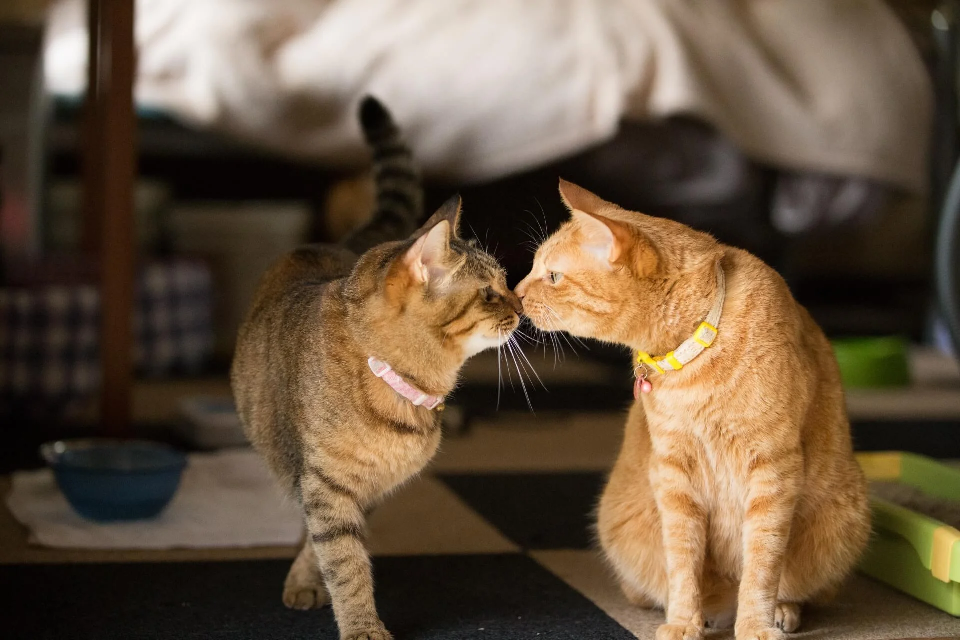 猫の『鼻チュー』に隠された意味3つ！注意点も合わせて解説 | ねこちゃんホンポ