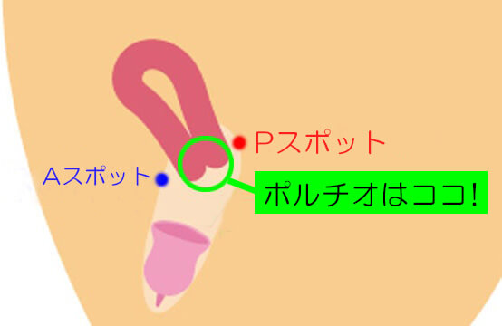 体外式ポルチオのやり方！腹イキの為の開発方法 - 夜の保健室