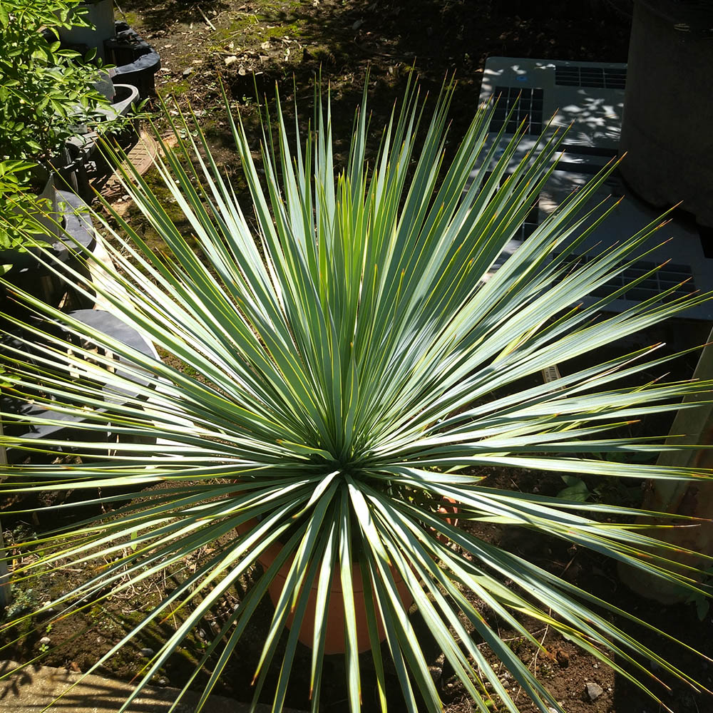 プロがつくる庭】観葉植物を地植え 南国リゾートの庭｜タイムス住宅新聞社ウェブマガジン