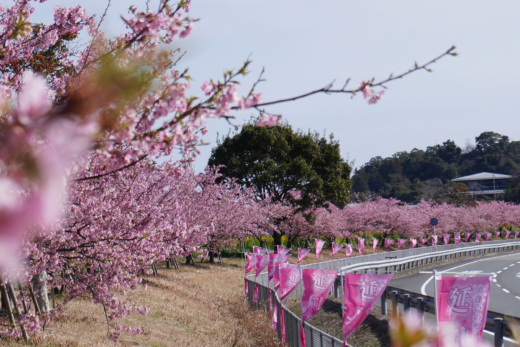 延岡花物語