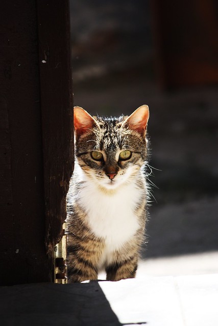 Lovely Cat Stock