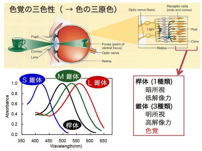 膣がゆるむ原因は？治療法や引き締める方法も紹介 | 美容医療のかかりつけ医 わたしの名医