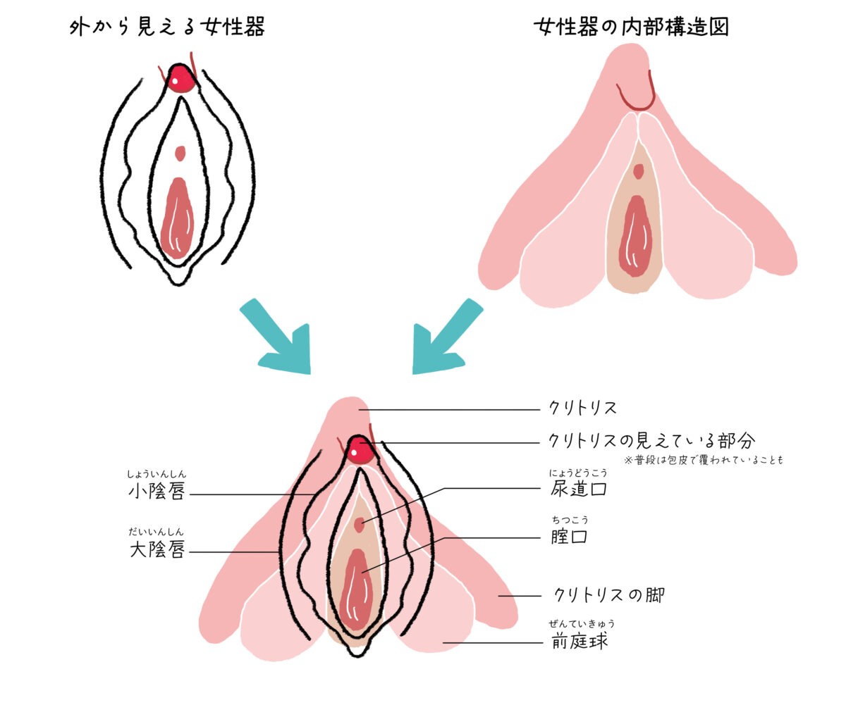 女性が感じる仕組みとは？オーガズムとスキーン腺の関係について解説 | コラム一覧｜ 