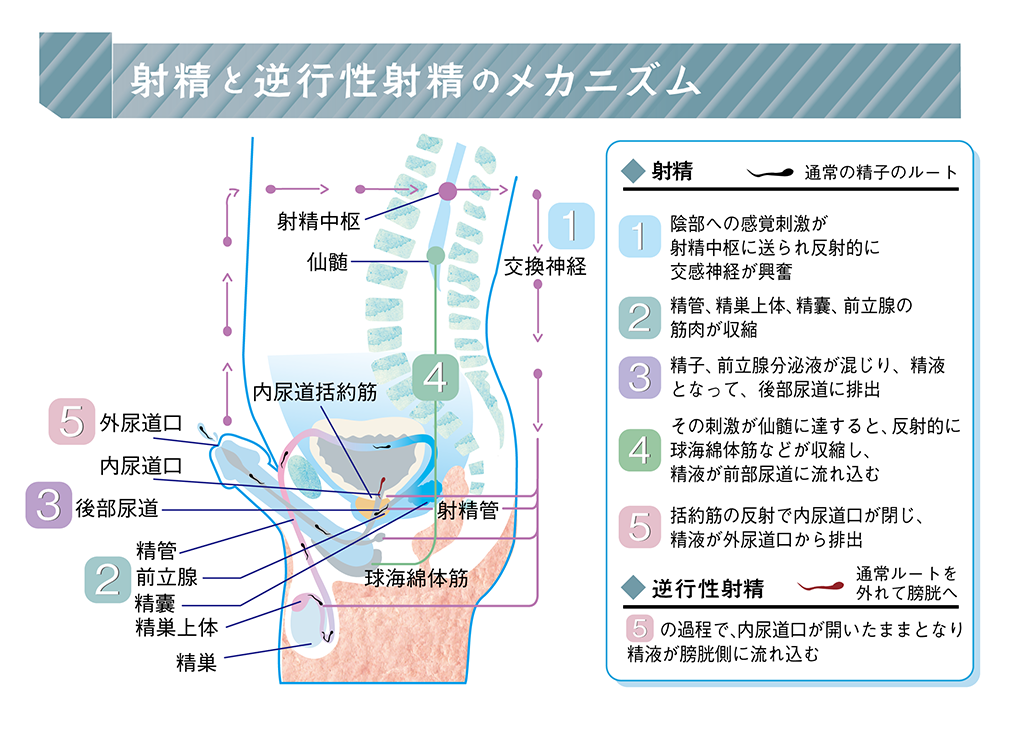 ビュルルルッッ！な射精見たくない？射精の飛距離の伸ばし方♥｜BLニュース ちるちる