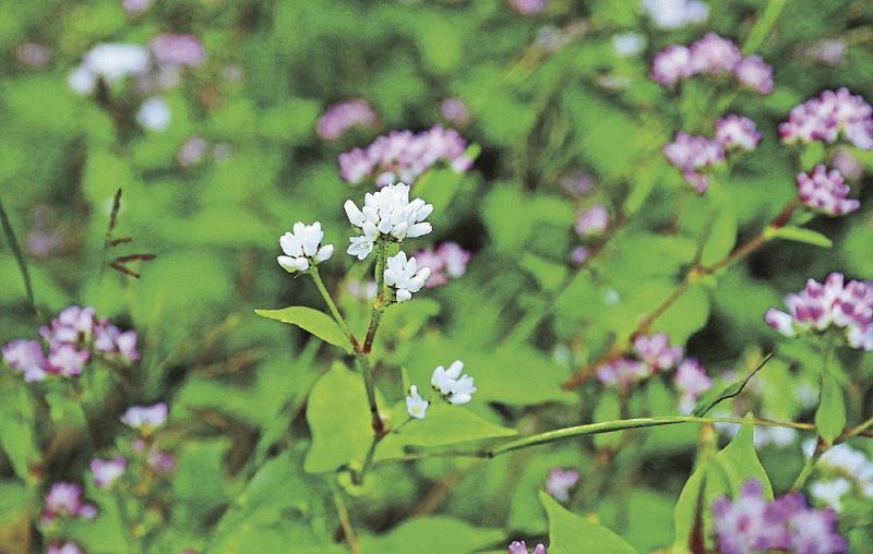 我が家の梔子(くちなし)が、今日開花。今年も蕾をたくさんつけて、香りとともに清い白花も楽しめそうですっ！／旧暦5/1・丁未・新月