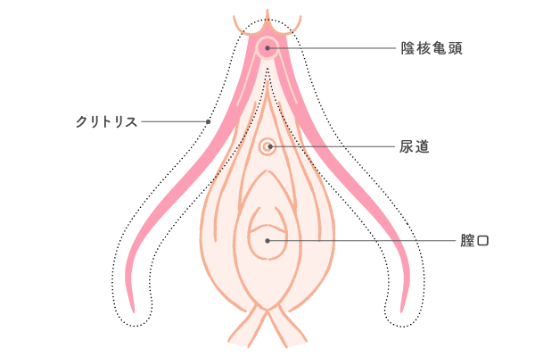 女の子のマスターベーション(オナニー)を知ろう【医師監修】 | セイシル