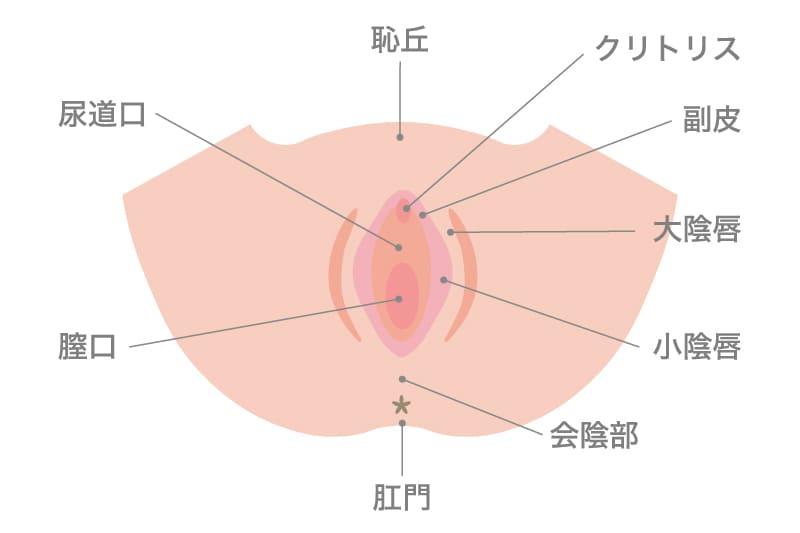 女性が感じる仕組みとは？オーガズムとスキーン腺の関係について解説 | コラム一覧｜  東京の婦人科形成・小陰唇縮小・婦人科形成（女性器形成）・包茎手術・膣ヒアルロン酸クリニック