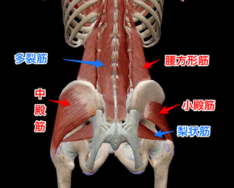 股関節 ソケイ部の痛み｜可動域制限、股関節痛のツボ｜ツボネット 鍼灸の症例が検索できるツボ辞典