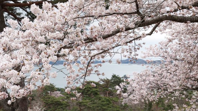 先月のコスモス畑🌸 今年はちょうど満開の時に見れて良かったです😊💕 ここのコスモスはめちゃくちゃ大きくてイキイキしてて迫力がありました✨🌸 