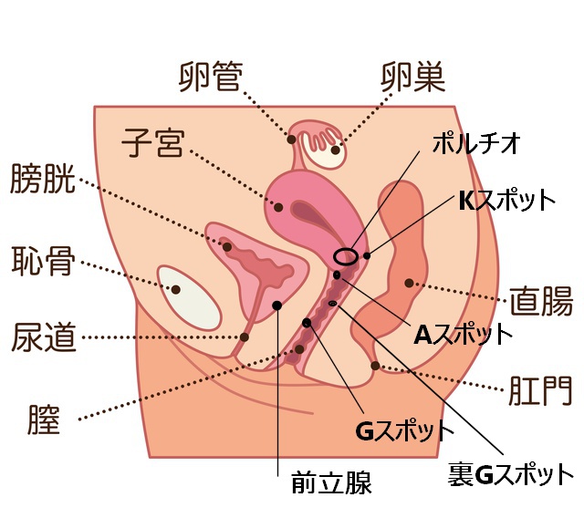 理想的な膣とは？ – 港区、品川区の産婦人科で妊婦健診・産後ケア・避妊相談なら│海老根ウィメンズクリニック