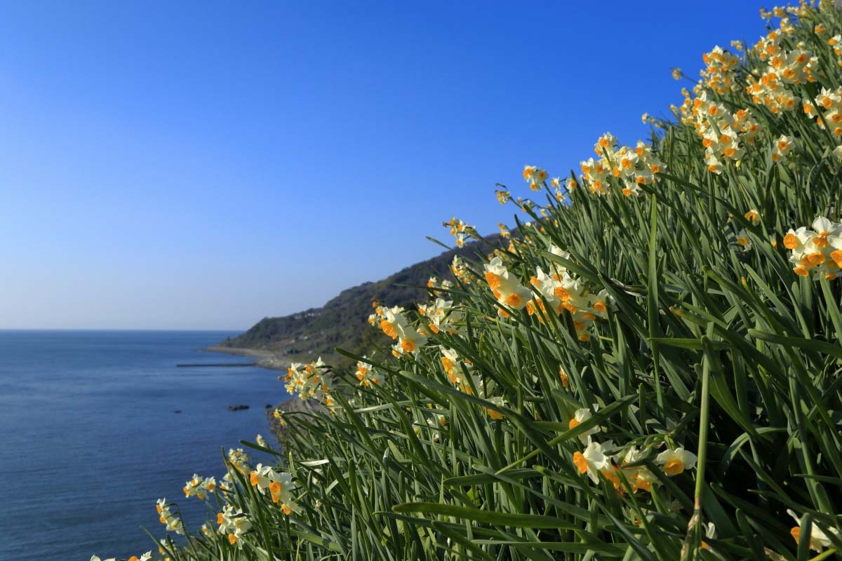 北区・新河岸東公園で黄色と白のスイセンが開花 見頃は4月上旬まで - 赤羽経済新聞