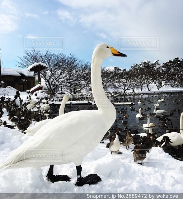 アルトワークスの長沼フートピア公園・伊豆沼白鳥・ユキちゃんに関するカスタム事例｜車のカスタム情報はCARTUNE