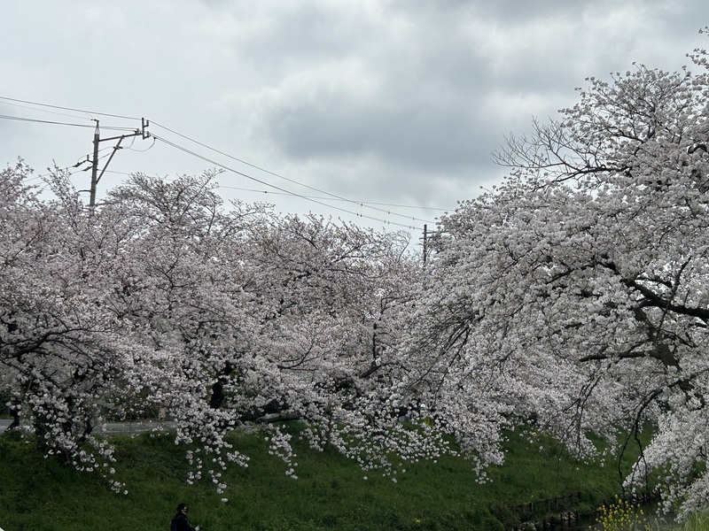 サロンのお花】またまた満開間近⁉️ | 徳島県阿南市のエステサロン40代50代 デトックス アロマ