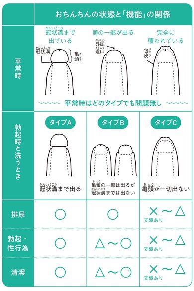 17歳男子580人のチンコの皮の剥け具合・向き・亀頭の色 | 中学生・高校生のチンコとセックスの調査