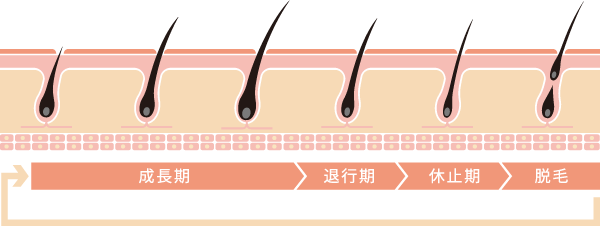 毛根は再生できる？発毛のカギを握る毛根について医師が解説します｜美容皮膚科 銀座よしえクリニック【公式】東京