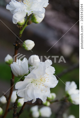 楽天市場】花芽付き 【照手白】 花桃 白