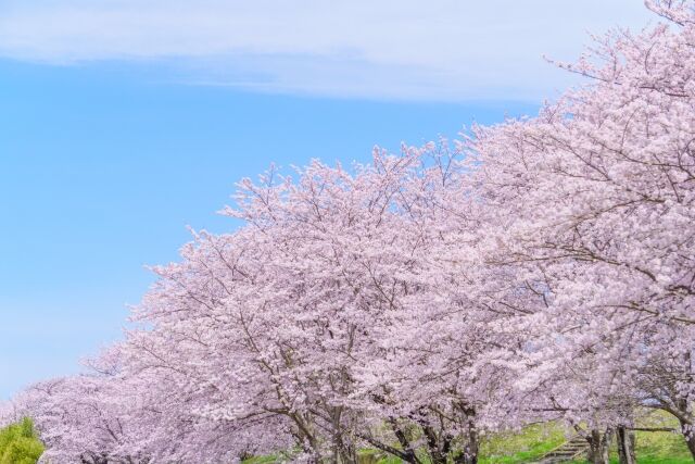 4年ぶりの通常開催！模擬店や展示品の出店も！『宇都宮城址公園』で『宇都宮城桜まつり』開催！3月11日。 : うつのみや通信 -