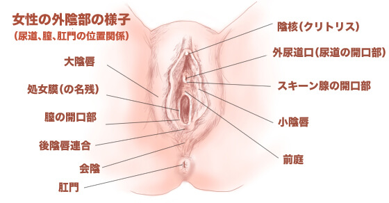 女性必見】オナニーでイク方法とコツ3つ！イケないときの対処方法もご紹介 | Ray(レイ)