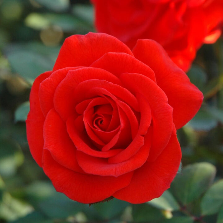 チンチンフランス語で乾杯🥂の意味だそ「癒しの薔薇'24」のアルバム-みんなの趣味の園芸2335430